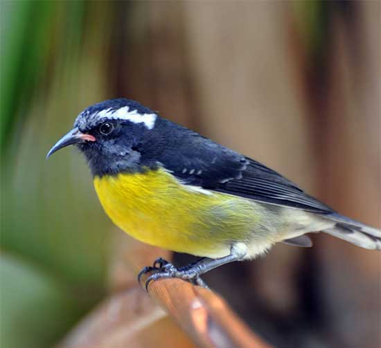 Bananaquit