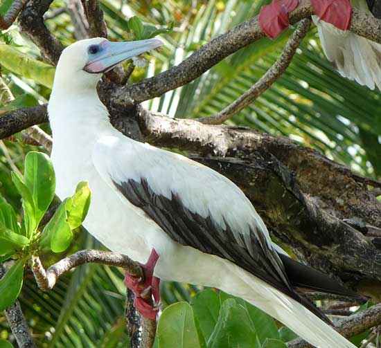 Red-Footed-Booby