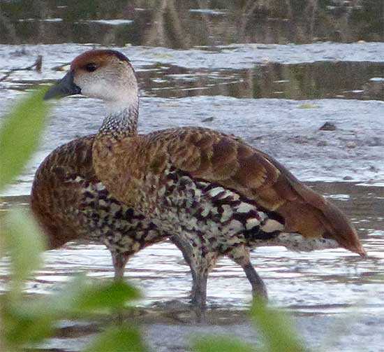 West-Indian-Whistling-Duck